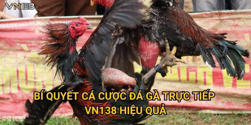 Bí quyết cá cược Đá Gà Trực Tiếp Vn138 hiệu quả