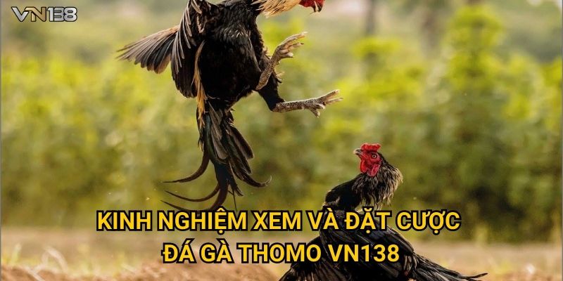 Kinh nghiệm xem và đặt cược Đá Gà Thomo Vn138