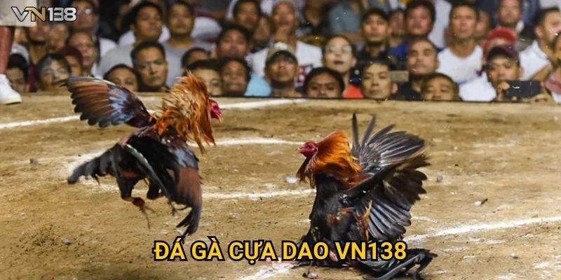 Đá Gà Cựa Dao Vn138 – Đỉnh Cao Kịch Tính Và Mãn Nhãn