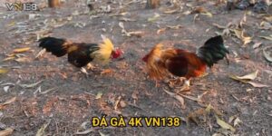 Đá Gà 4K Vn138 – Xem Trận Đấu Siêu Nét Không Giật Lag