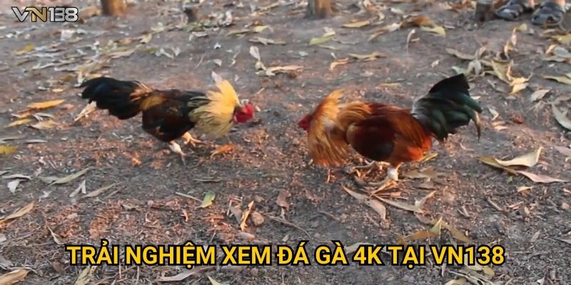 Trải nghiệm xem đá gà 4K tại Vn138