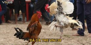 Đá Gà Tre Vn138 – Mãn Nhãn Với Những Trận Đấu Đỉnh Cao
