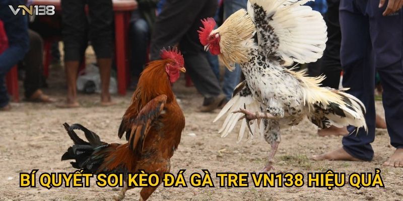 Bí quyết soi kèo Đá Gà Tre Vn138 hiệu quả